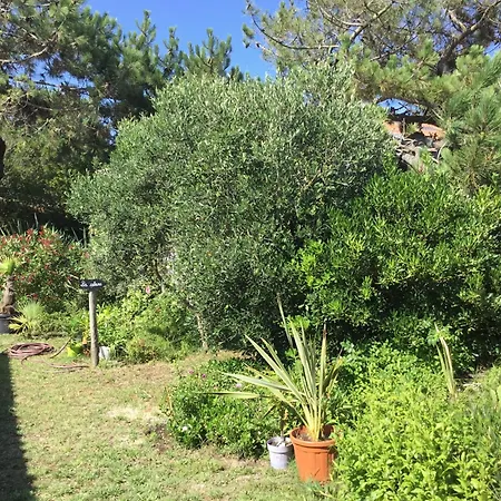 Dans La Verdure Lège-Cap-Ferret